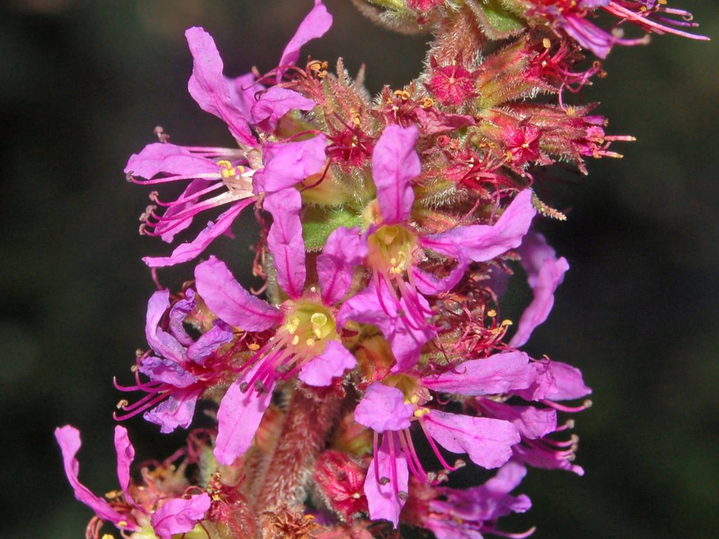 Lythrum salicaria